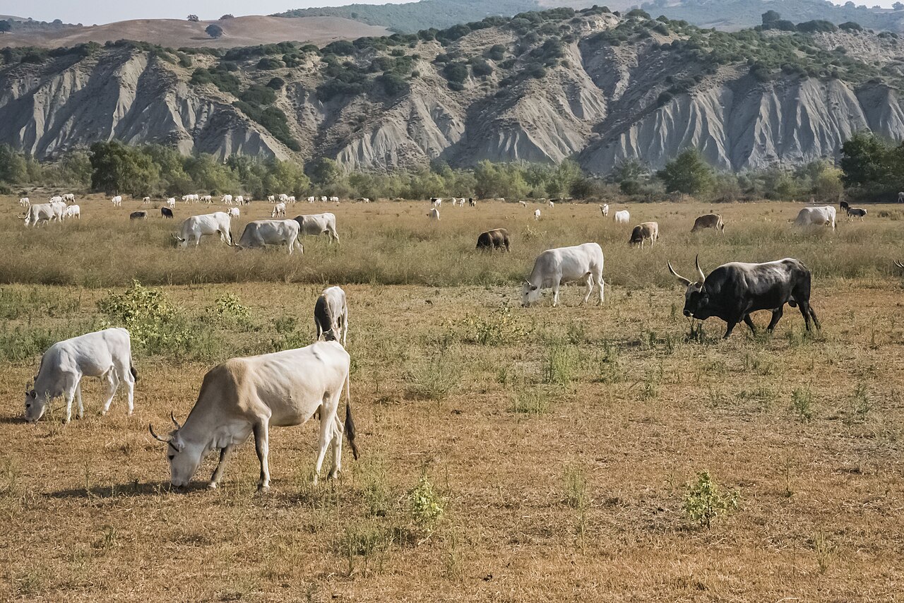 Frontal view of cows on a grass with the Calanchi in the background