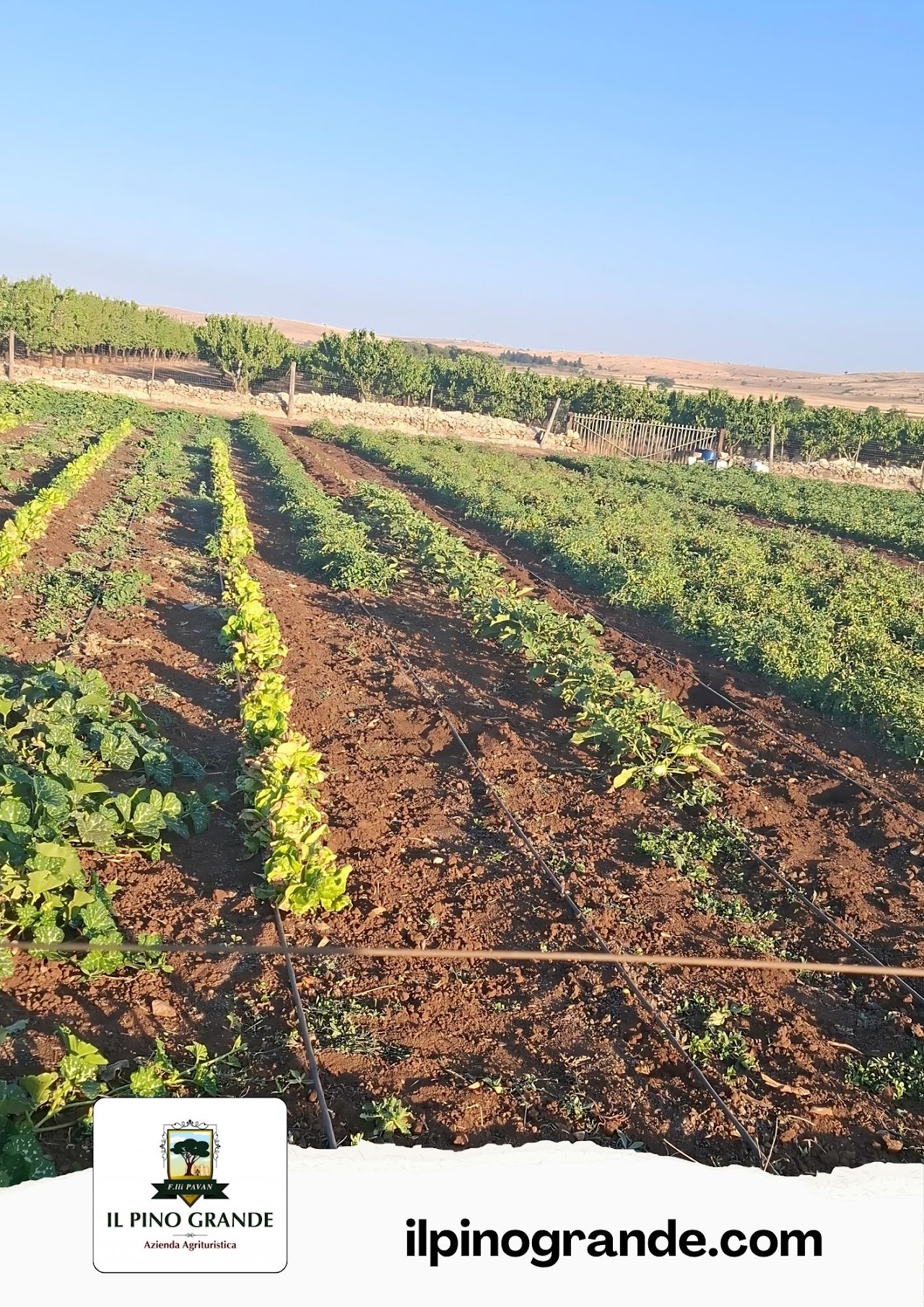 Il Pino Grande Bio Masseria — foto 3