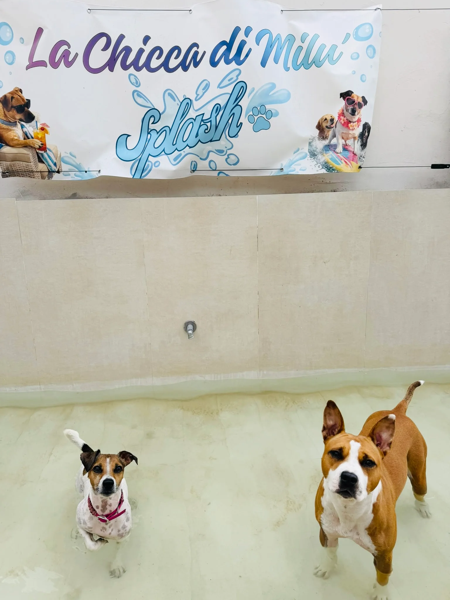La Chicca di Milu' for Pet Lovers — foto 4
