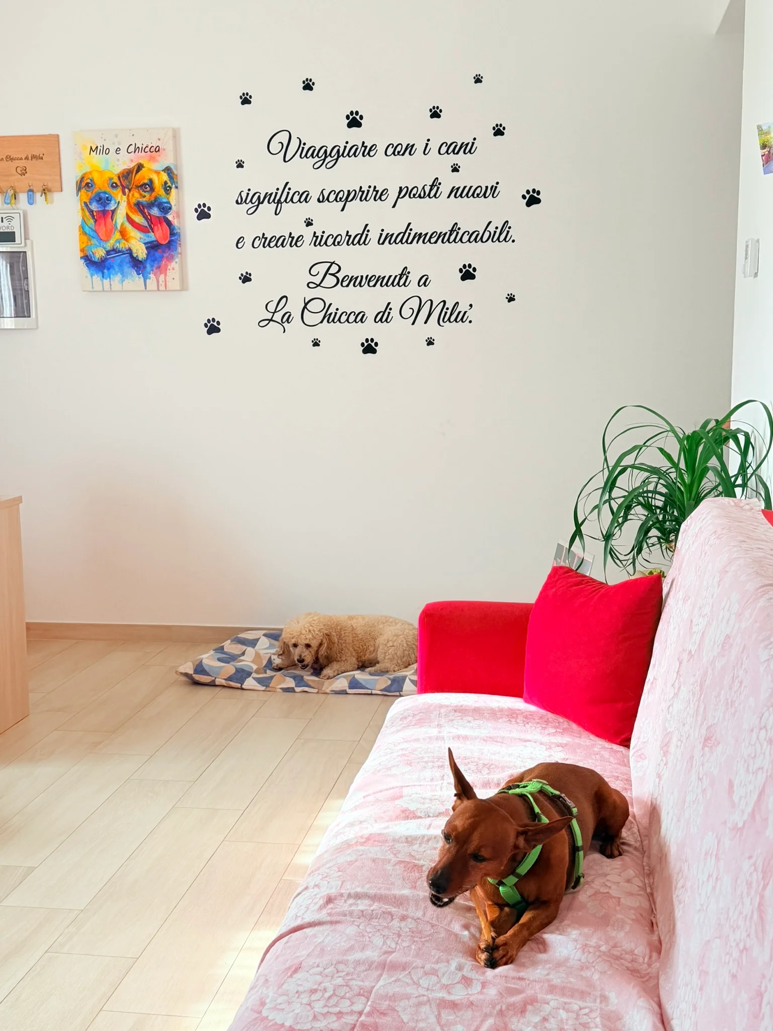 La Chicca di Milu' for Pet Lovers — foto 14