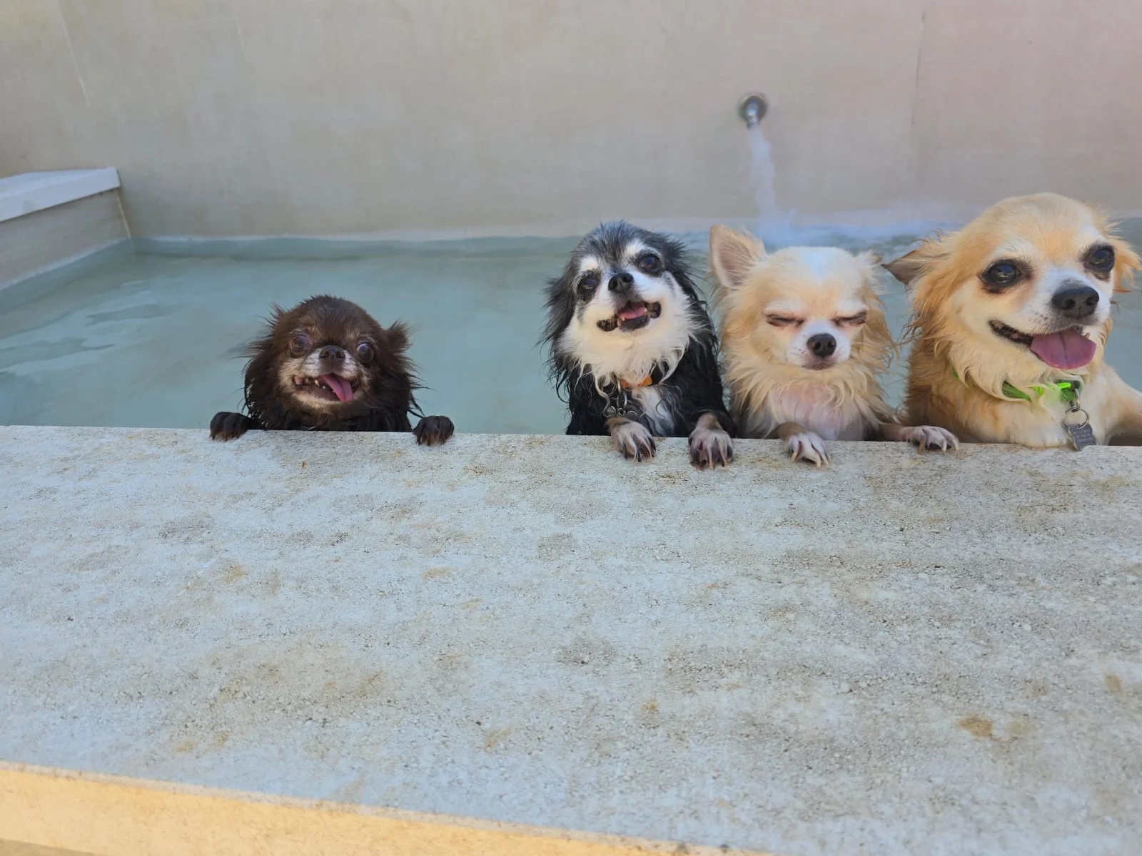 La Chicca di Milu' for Pet Lovers — foto 16